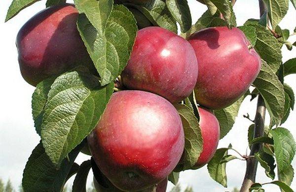 Описание и уход за высокоиммунной яблоней сорта Имант - фото