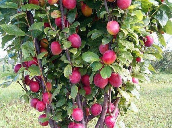 Описание морозостойкой колоновидной яблони Икша - фото