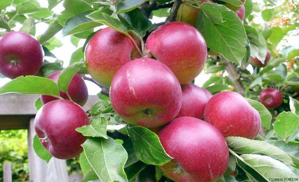Характеристика раннезимней яблони сорта Легенда с фото