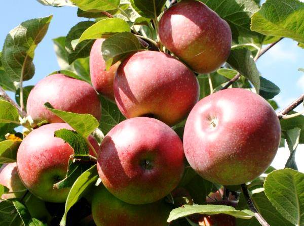 Зимняя яблонька Лобо: характеристика сорта - фото