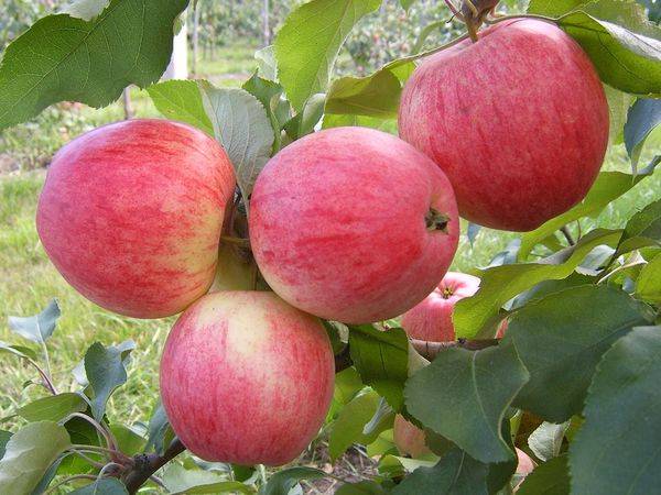 Характеристика карликовой яблони сорта Мельба - фото