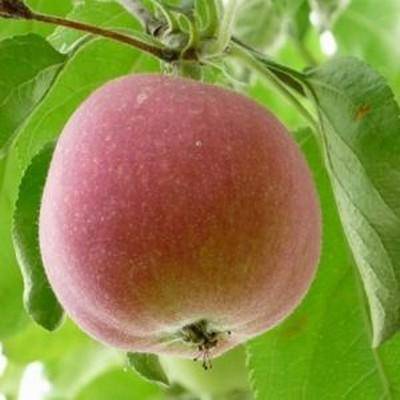 Яблоня орлик: описание сорта с фото