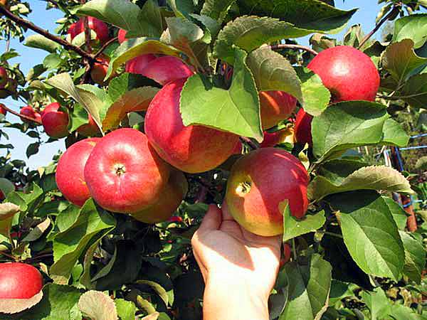 Сорт яблони «Подарок графскому»: описание и выращивание - фото