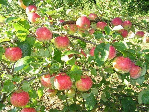 Описание и особенности ухода за сортом яблони Рождественское - фото