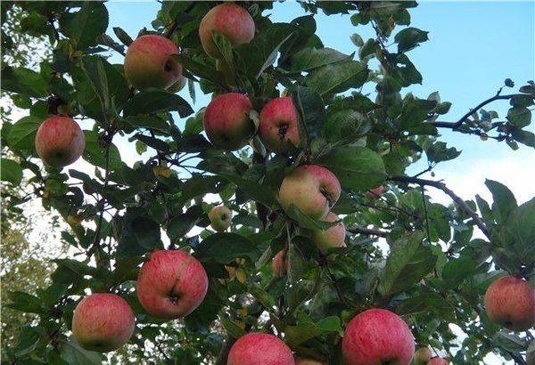 Описание и уход за осенним сортом яблони Штрейфлинг - фото