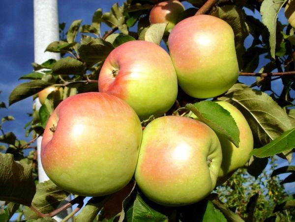 Характеристика позднезимнего сорта яблони Синап орловский - фото