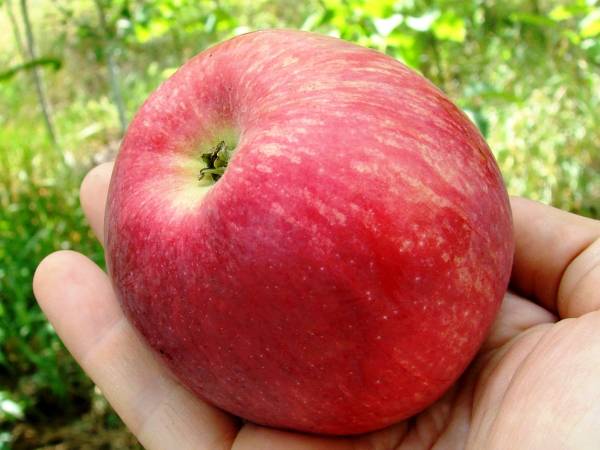 Стабильный и регулярный урожай от яблони Слава Победителям - фото