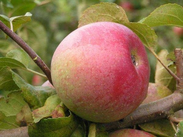 Особенности выращивания зимней яблони Ветеран с фото