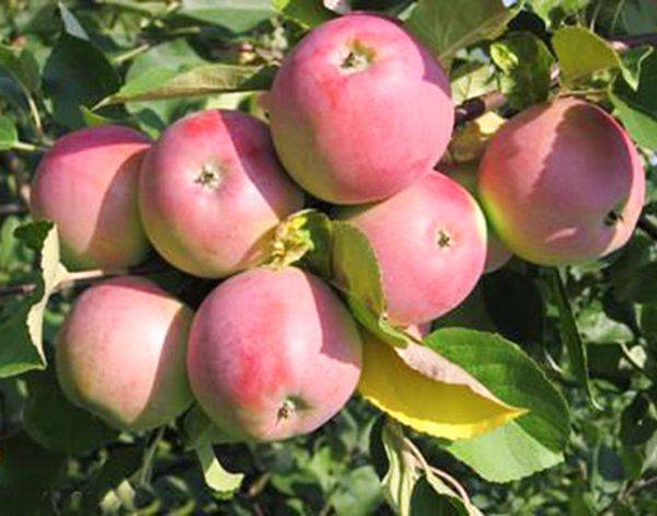 Основные характеристики зимней гибридной яблони Вишневое с фото