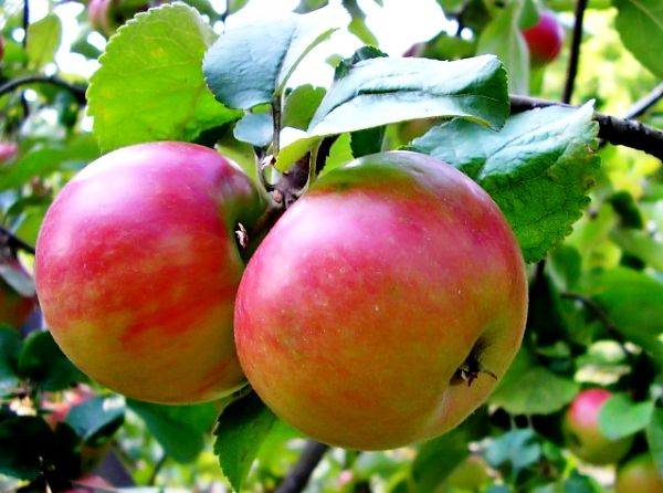 Описание и характеристика яблони Жигулевское с фото
