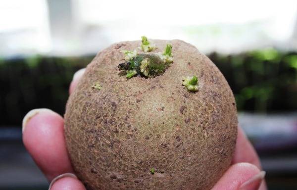 Как увеличить урожай картофеля с помощью яровизации - фото