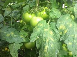 Желтые пятна на листьях помидоров в теплице: определение и устранение причи ... - фото