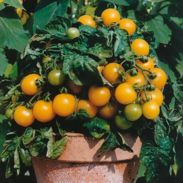 Желтые помидоры — особенности и характеристики сортов - фото