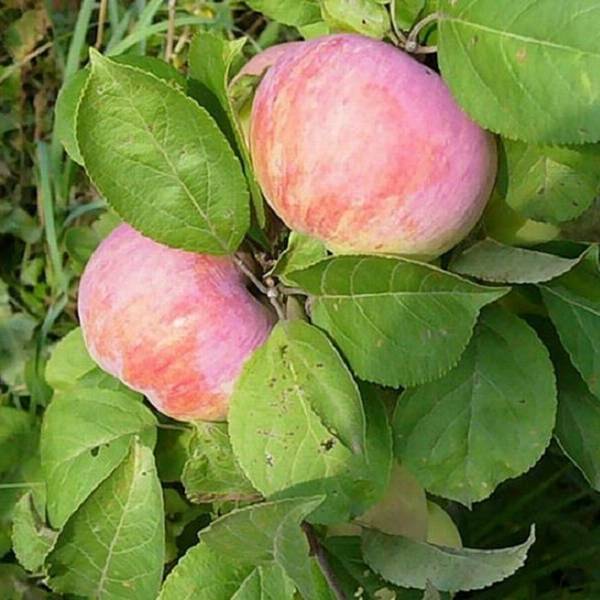 Зимостойкие сорта яблок отечественной и зарубежной селекции, самые вкусные и популярные с фото