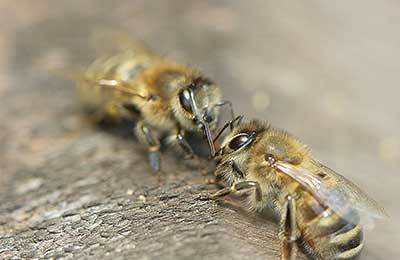 Как устроить зимовку пчел в теплице из поликарбоната с фото